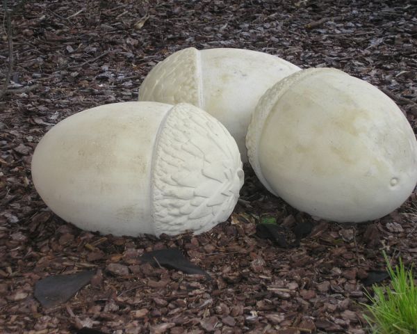  Acorns